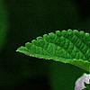 Lantana montevidensis, flowers