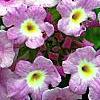 Lantana montevidensis, flowers