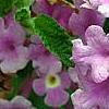 Lantana montevidensis, flowers