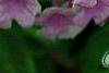 Lantana montevidensis, flowers