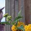 Lantana 'Patriot® Sunburst', flowers