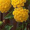 Lantana 'Patriot® Sunburst', flowers