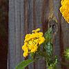 Lantana 'Patriot® Sunburst', flowers
