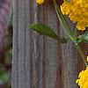 Lantana 'Patriot® Sunburst', flowers