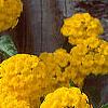 Lantana 'Patriot® Sunburst', flowers