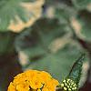 Lantana 'Patriot® Sunburst', flowers