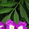 Verbena 'KLEVP12449', flowers