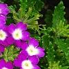 Verbena 'KLEVP12449', flowers