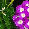 Verbena 'KLEVP12449', flowers