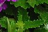 Verbena 'KLEVP12449', flowers