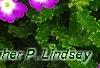 Verbena 'KLEVP12449', flowers