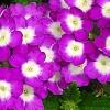 Verbena 'KLEVP12449', flowers