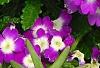 Verbena 'KLEVP12449', flowers
