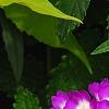 Verbena 'KLEVP12449', flowers