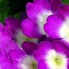 Verbena 'KLEVP12449', flowers