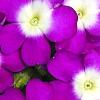 Verbena 'KLEVP12449', flowers