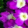Verbena 'KLEVP12449', flowers