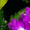 Verbena 'KLEVP12449', flowers
