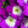 Verbena 'KLEVP12449', flowers
