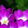 Verbena 'KLEVP12449', flowers