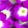Verbena 'KLEVP12449', flowers