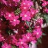 Verbena 'Babylon Lilac', flowers