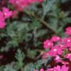 Verbena 'Babylon Lilac', flowers