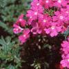 Verbena 'Babylon Lilac', flowers