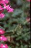 Verbena 'Babylon Lilac', flowers