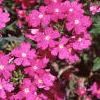 Verbena 'Babylon Lilac', flowers