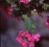 Verbena 'Babylon Lilac', flowers