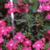 Verbena 'Babylon Lilac', flowers