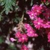 Verbena 'Babylon Lilac', flowers