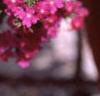 Verbena 'Babylon Lilac', flowers