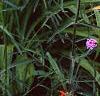 Verbena bonariensis, habit