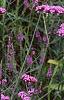 Verbena bonariensis, habit