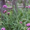 Verbena bonariensis, habit