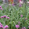 Verbena bonariensis, habit