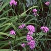 Verbena bonariensis, habit