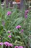 Verbena bonariensis, habit