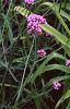 Verbena bonariensis, habit