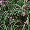 Verbena bonariensis, habit