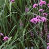 Verbena bonariensis, habit