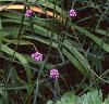 Verbena bonariensis, habit
