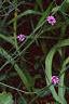Verbena bonariensis, habit