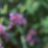 Verbena bonariensis, flowers