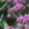 Verbena bonariensis, flowers