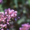 Verbena bonariensis, flowers