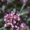 Verbena bonariensis, flowers