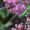 Verbena bonariensis, flowers
